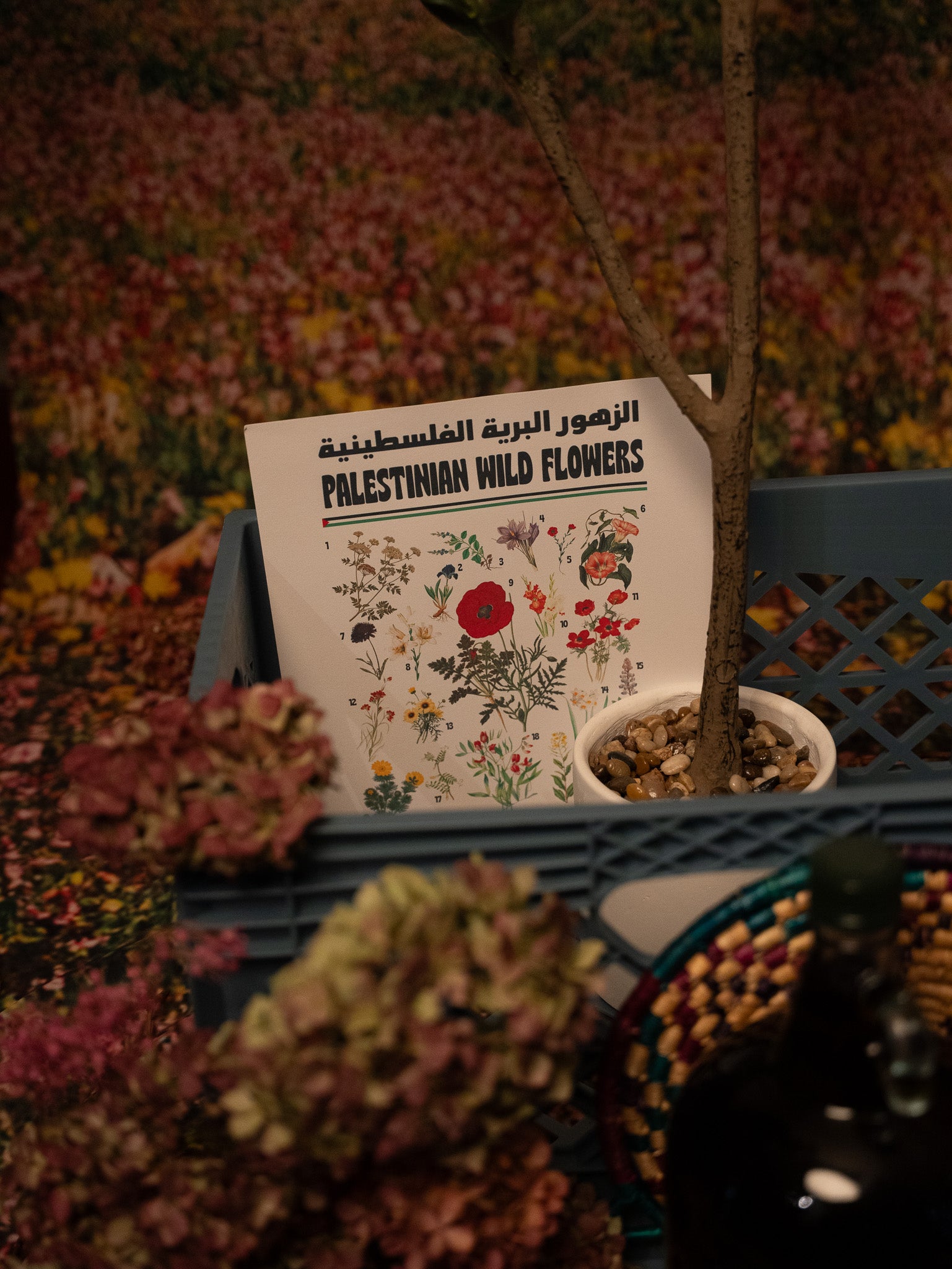 Palestinian Wildflowers