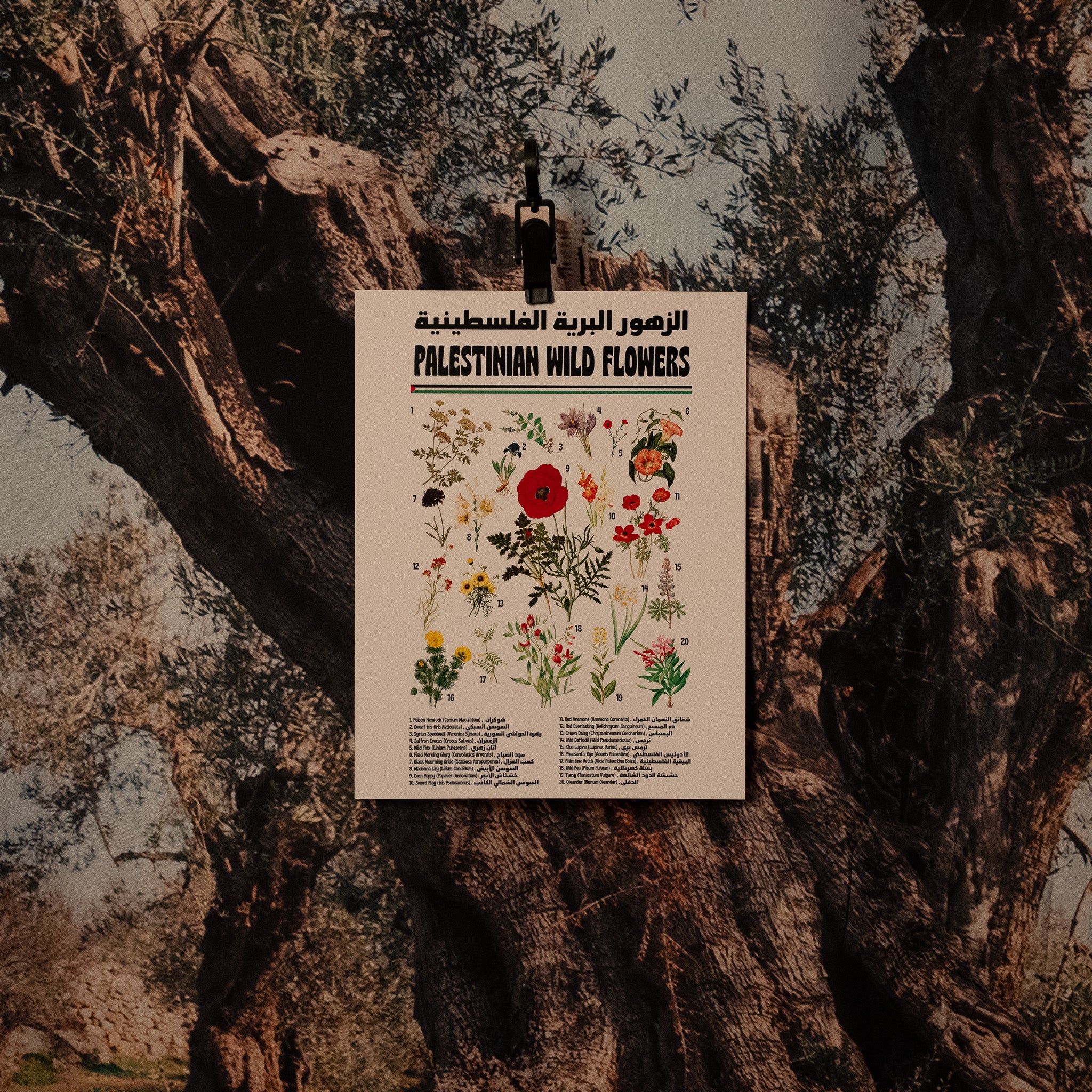 Spring In Palestine Palestinian Wildflowers – FURDOSE
